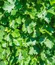 Malbec Vine leafs in Vineyard Royalty Free Stock Photo