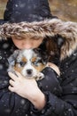 Malchi the Australian Shepherd Puppy Dog Royalty Free Stock Photo