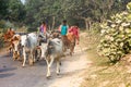 Cows walking on a village road with shepherds walking along with the herd of cattle