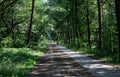 Malden, Gelderland, The Netherlands - Walking and cycling path trhough the woods at the Dutch German border