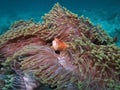 Maldive anemonefish - Blackfoot anemonefish Royalty Free Stock Photo