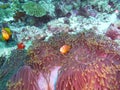 Maldive anemonefish - Blackfoot anemonefish Royalty Free Stock Photo