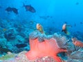 Maldive anemonefish - Blackfoot anemonefish Royalty Free Stock Photo