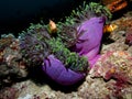 Maldive anemonefish in huge anemone Royalty Free Stock Photo