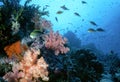 Maldive Shallow Reef Royalty Free Stock Photo