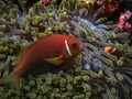 The Maldives Anemonefish Amphiprion nigripes is often found in beautifully coloured anemones amongst the coral Royalty Free Stock Photo