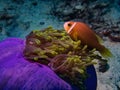 The Maldives Anemonefish Amphiprion nigripes is often found in beautifully coloured anemones amongst the coral Royalty Free Stock Photo