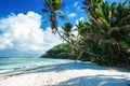 Maldives beach with palm trees