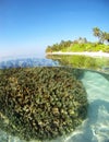 Maldives coral