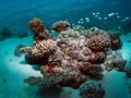 Maldives coral reef