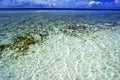 Maldives coral reef