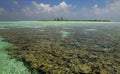 Maldives - Coral Reef - South Ari Atoll