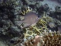 Maldives Damselfish Amblyglyphidodon indicus Royalty Free Stock Photo