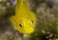 Maldives have yellow fish, big lips Royalty Free Stock Photo