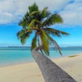 Maldives, Indian Ocean.Tropical island with coconut palm trees on sandy beach Royalty Free Stock Photo