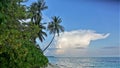 Maldives. The island of Nalaguraidu. A beautiful palm tree on the shore.