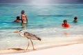 Maldives, island resort - october 18, 2014: Beautiful wild white heron with people on the beach resort hotel in the Maldives agai Royalty Free Stock Photo