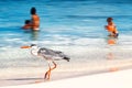 Maldives, island resort - october 18, 2014: Beautiful wild white heron with people on the beach resort hotel in the Maldives agai Royalty Free Stock Photo