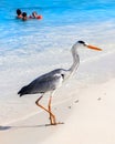 Maldives, island resort - october 18, 2014: Beautiful wild white heron with people on the beach resort hotel in the Maldives agai