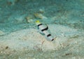 Maldives islands of fish coming out of the sand, tabik underwater Royalty Free Stock Photo