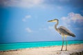 Tropical bird at Maldives Royalty Free Stock Photo