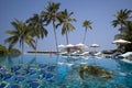 Maldives, palm trees, collage: fish and sea turtle swim in the pool