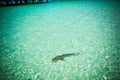 Maldives reef sharks 3 Royalty Free Stock Photo