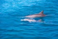 A spotted dolphin family leaping out of the clear blue Maldives water. Marine life in Maldives Royalty Free Stock Photo