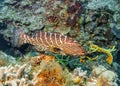 Maldives. Tiger grouper Royalty Free Stock Photo