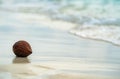 Maldives. Tropical Coco nut closeup. Ocean background. Healthy Food, skin care concept. Paradise place