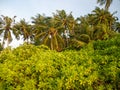 Maldives tropical islands panoramic scene, idyllic beach palm tree vegetation and clear water Indian ocean sea, tourist resort Royalty Free Stock Photo