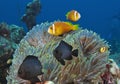 In the Maldives, underwater creatures, colorful fish dance with harmony Royalty Free Stock Photo