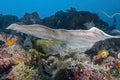 In the Maldives, underwater turquoise waters, lost between self-camouflaged fish, corals and plants