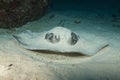 In the Maldives, underwater, underwater, and self-inflicted stingray, which fish can be pursued