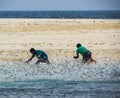 Maldivian fishermen catching fishes with hands