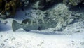 Underwater grouper Maldives