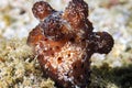 Maldivian Sponge Snail on a coral reef