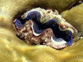 Maldivian Tridacna Royalty Free Stock Photo