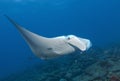 Maldivian underwater, blue-watered stingrayIn Maldives underwater, the blue stinging stingray, how to travel self-confident