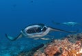 Maldivian underwater, blue-watered stingrayIn Maldives underwater, the blue stinging stingray, how to travel self-confident