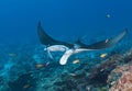 Maldivian underwater, blue-watered stingrayIn Maldives underwater, the blue stinging stingray, how to travel self-confident