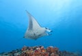 Maldivian underwater, blue-watered stingrayIn Maldives underwater, the blue stinging stingray, how to travel self-confident