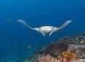 Maldivian underwater, blue-watered stingrayIn Maldives underwater, the blue stinging stingray, how to travel self-confident