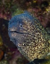 Maldivian underwater fish with large eyes, full camouflage