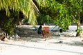 Maldivian woman is sitting near an orange chair under the palms