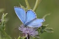 Male Adonis Blue Butterfly Royalty Free Stock Photo
