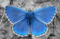 Blue butterfly with spread wings. Lysandra bellargus Royalty Free Stock Photo