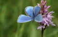 A stunning male Adonis Blue Butterfly Polyommatus bellargus perching on an Orchid. Royalty Free Stock Photo