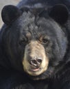 Male adult american black bear , california