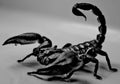 Adult Asian Forest Scorpion Male